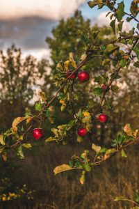 Afbeelding kersenboom in tuin nieuwbouwwoning